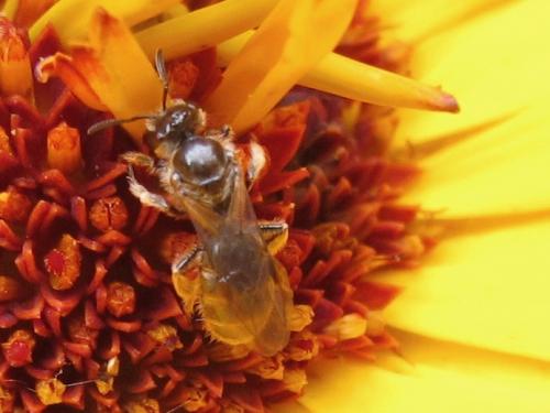 Lasioglossum sp.